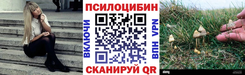 где продают   Гудермес  кракен   Псилоцибиновые грибы Psilocybine cubensis 